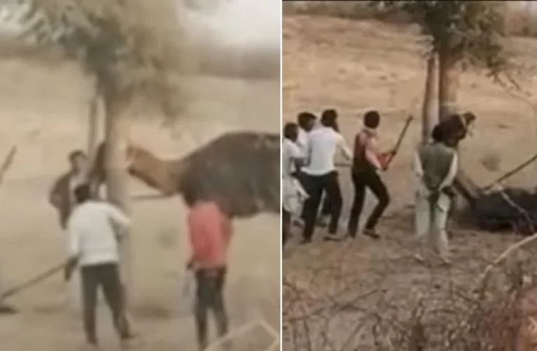 Camel beaten to death after ‘chewing owner’s head 