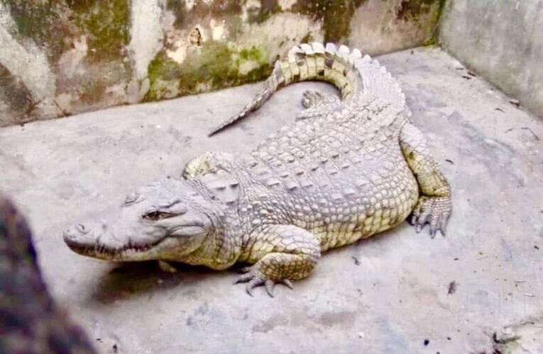 84-year-old Legendary Crocodile Dies in Ibadan 