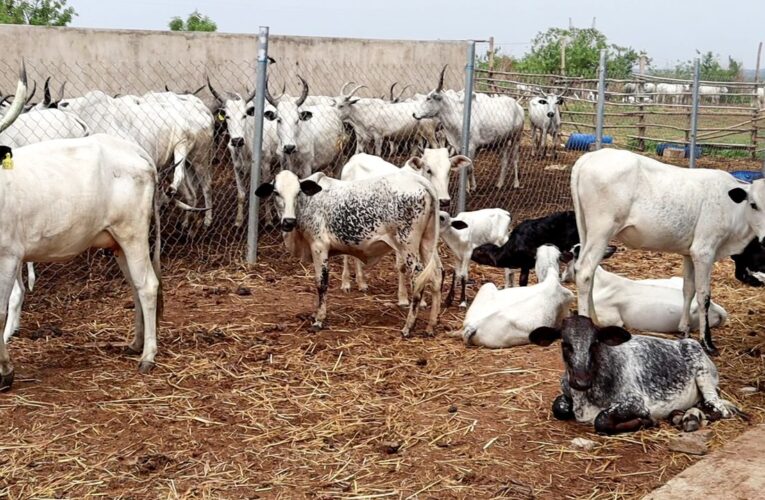 Farmer-Herder Conflict: Oyo takes lead in providing the solution 