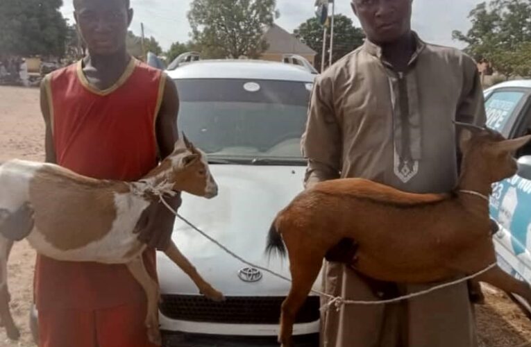 JUST IN: Two Suspected Goat Thieves Arrested