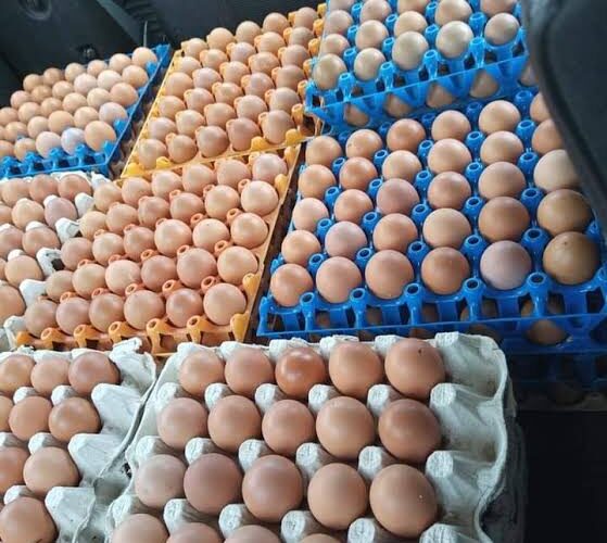 30% Poultry Farms Shut Down In Six Months – PAN