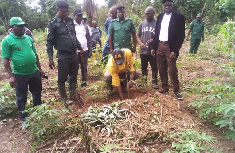 Ogun orders illegal occupants out of forest reserves 
