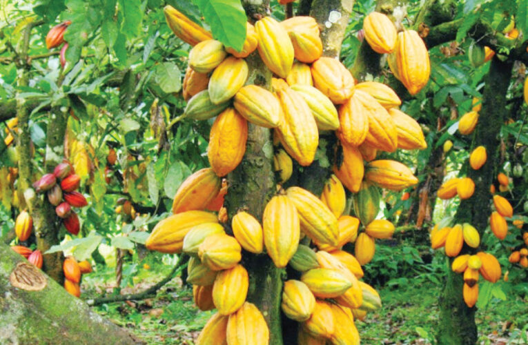 Surprise As Cocoa Crashes From N900,000 To N300,000 Per Bag In Taraba 