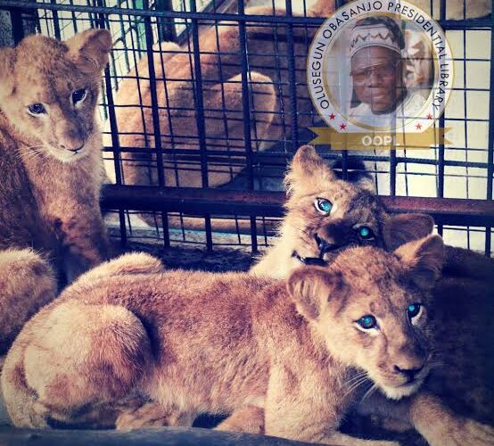BREAKING: Lion Kills Obasanjo Zoo Keeper