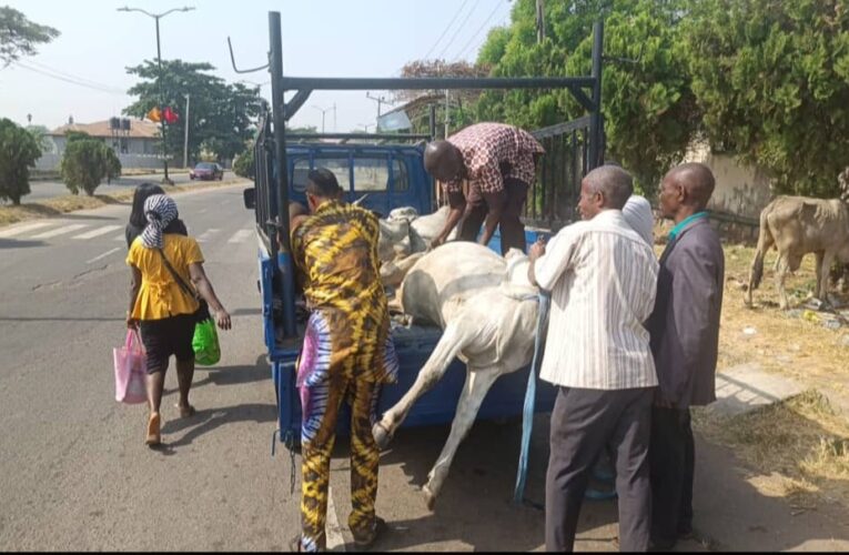 Anti-Open Grazing: Oyo Govt Nabs Herdsman, Cattle In Ibadan