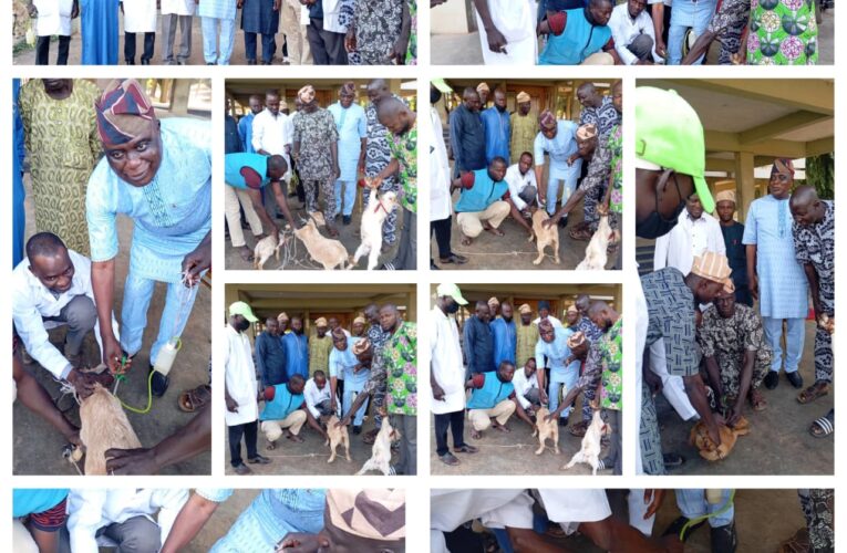 This Initiative is a Lifeline for Our Farmers, Says Hon. Tunde Taoheed Olayiwola as Oyo Govt Launches Free PPR Vaccination in Irepo