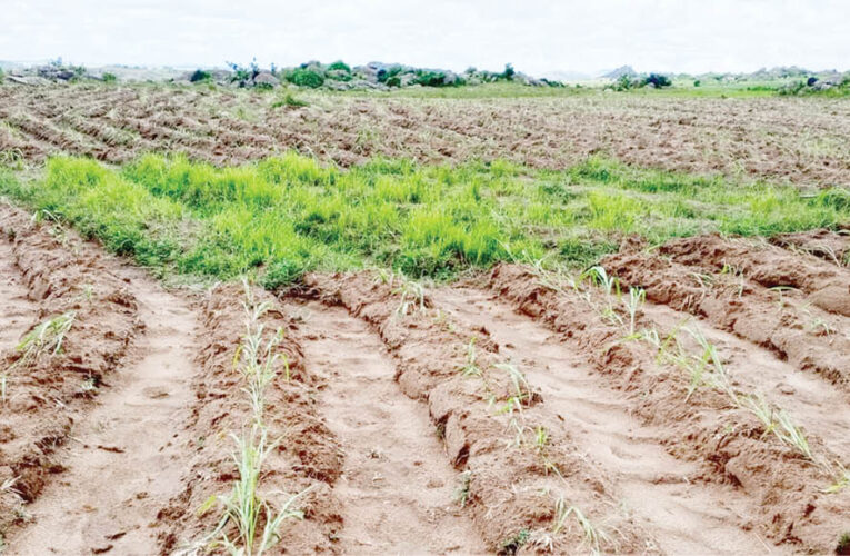 Boko Haram Kills ’40 Farmers’ In Borno, Dozens Missing 