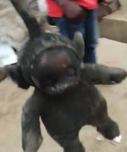 Video: Police Raid Apostolic Church, Discover Fetish Items, Python, Coffin