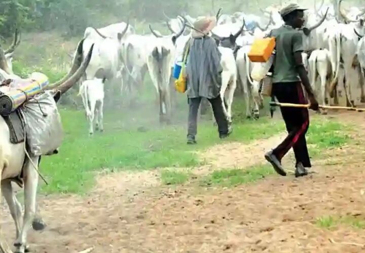 Herdsmen Destroy Five-hectare Rice Plantation In Ogun