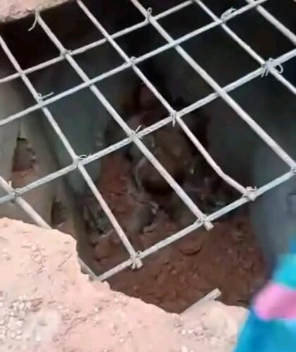 Billionaire Caught By Villagers After Burying Pregnant Woman (pics)