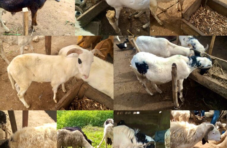 Eid-al-Adha: Ogbomoso North LGA Chairman Donates Rams, Cash Gifts to Muslim Leaders