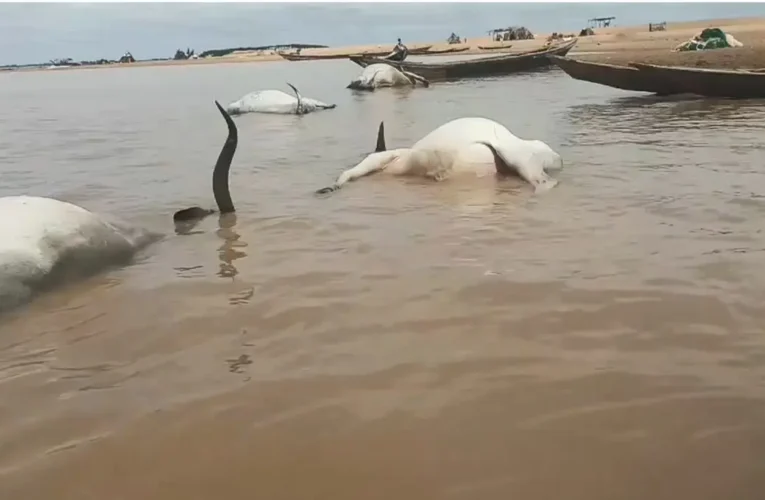 BREAKING: Over 100 cattle die mysteriously while crossing River Benue