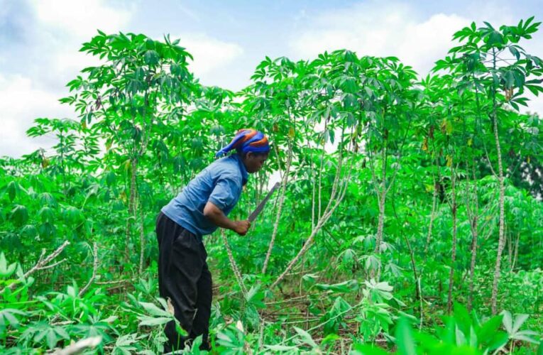 Oyo Govt Approves Additional Loan For Farmers 