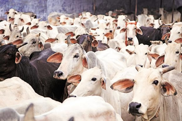 Cows Cost More Than Cars, Butchers Lament As Cattle Prices Hit ₦2.5m