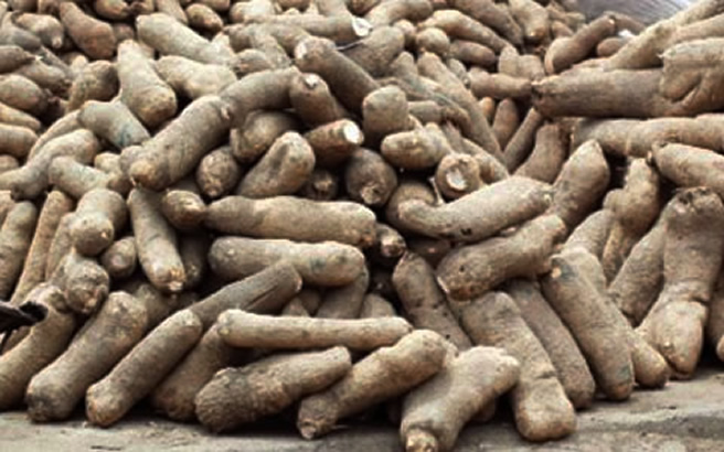 Yam Prices Rise In Lagos, Consumers Lament 