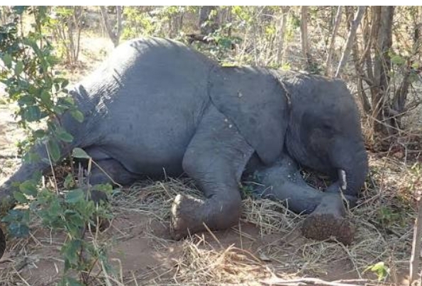 More details emerge on Oke-ogun elephant attack 