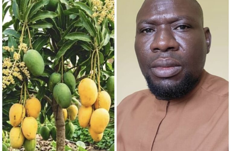 Where Are the Mangoes? The Slow Disappearance of Ogbomoso’s Golden Treasure By Dr. Rafiu Babatunde Ibrahim (PhD)