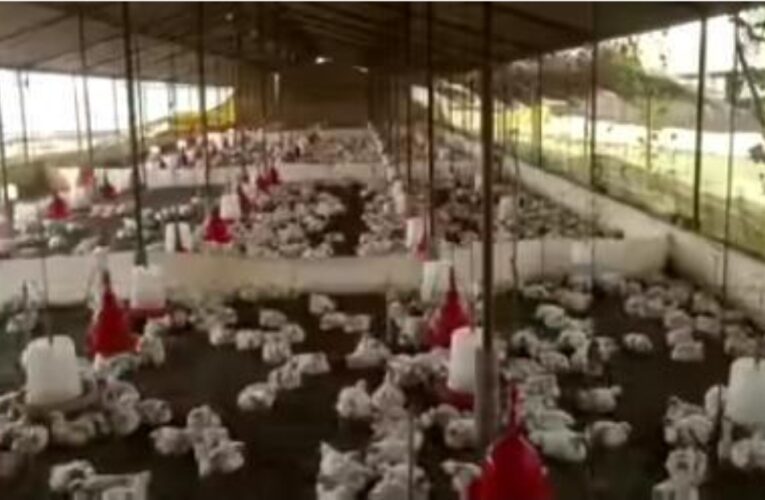 140 Chickens Died From ‘Loud Wedding Music’ In India – Poultry Farmer Cries Out 