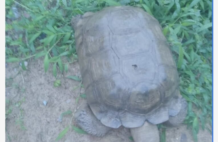 Tears As 420-Year-Old Tortoise Dies At Alaafin Of Oyo’s Palace